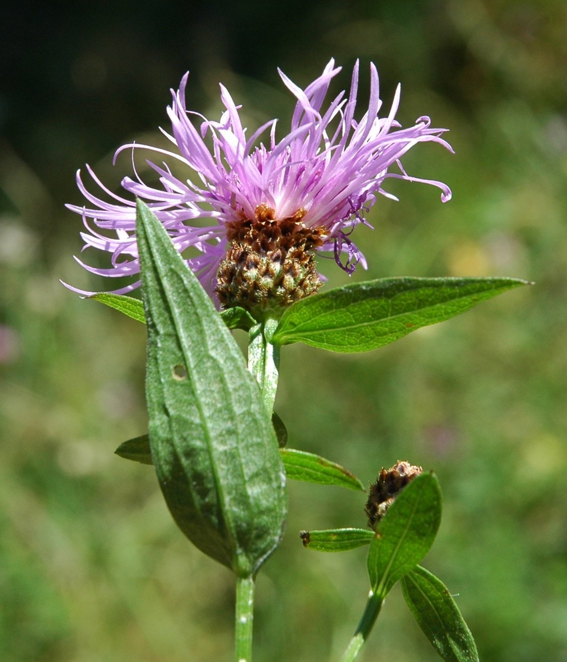 Centaurea jacea o nigra?